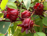 Bissap / Hibiscus sabdariffa / Oseille de Guinée