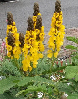 cassia didymobotrya