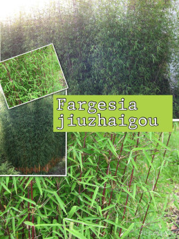 Fargesia Jiuzhaigou Sp