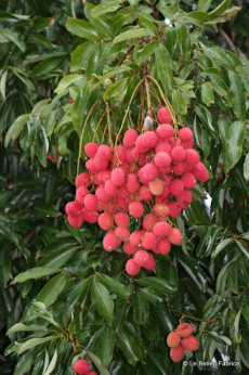 Litchi chinensis 'Kwai may pink'