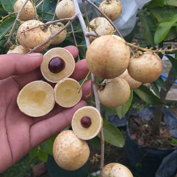 Dimocarpus longan / Longane