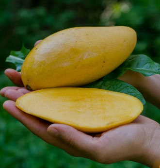 Mangifera indica 'Nam dok Maï' / Manguier greffé sur Gomera