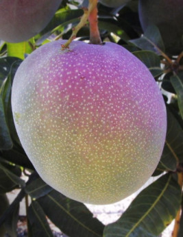 Mangifera indica 'Kent' / Manguier greffé sur Gomera