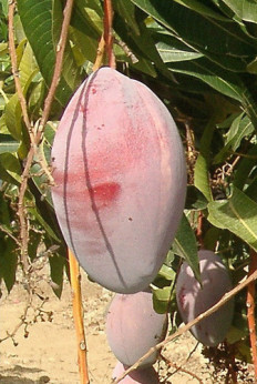 Mangifera indica 'Osteen' / Manguier greffé sur Gomera