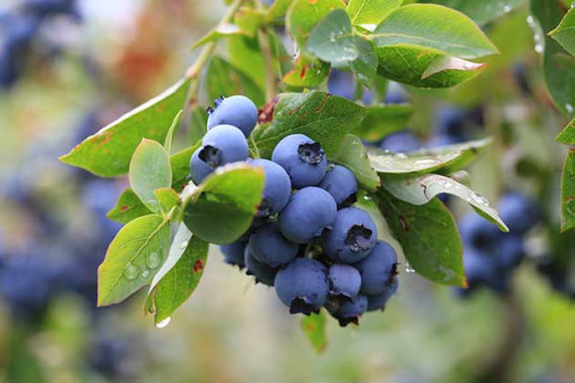 Vaccinium corymbosum 'Patriot' / Myrtillier