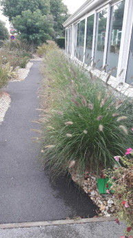 Pennisetum Alopecuroides