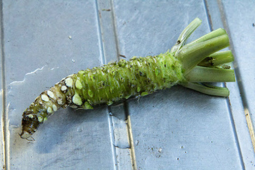 Wasabi japonais 'Mazuma' / Eutrema japonicum