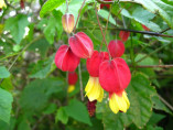 Abutilon megapotanicum / lanterne chinoise