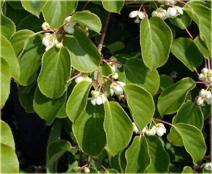 Actinidia arguta  'Weikii' / Kiwaï  mâle