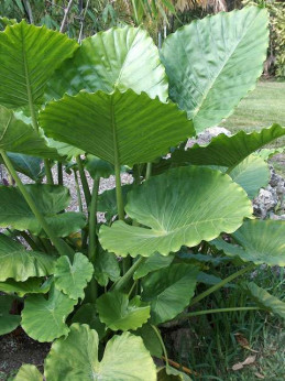 Alocasia Gagaena California