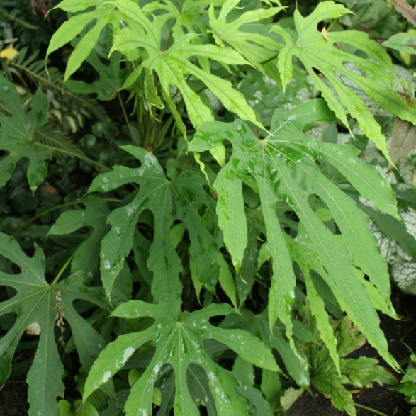 Fatsia polycarpa 'Green finger' / Fatsia de Taiwan