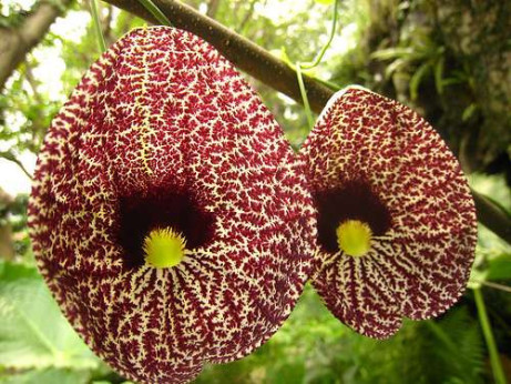 Aristolochia elegans