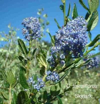 Ceanothus thyrsiflorus 'Skylark' / Céanothe