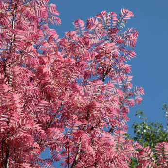 Cedrela sinensis 'Flamingo'  / Arbre à salade / Tonna sinensis