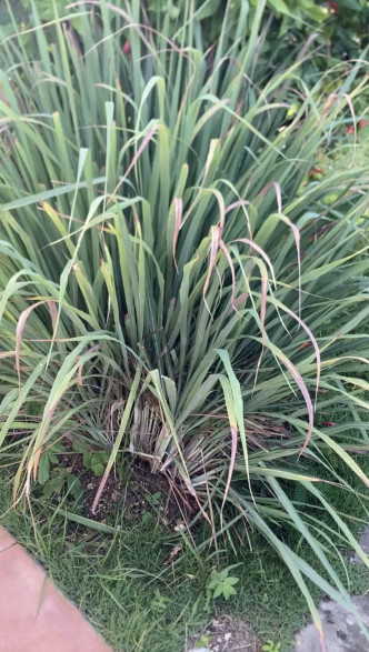 Cymbopogon citratus /Citronnelle de Madagascar