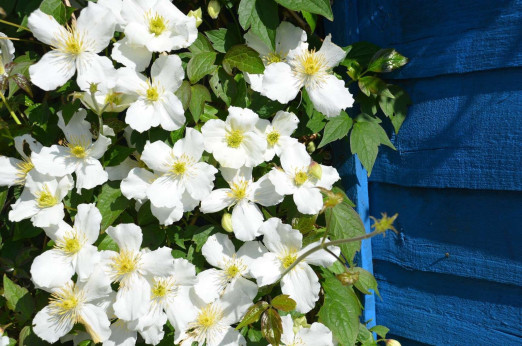 Clematis montana 'Grandiflora' / Clématite