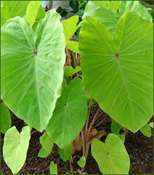 colocasia esculenta Red Eyed Gecko