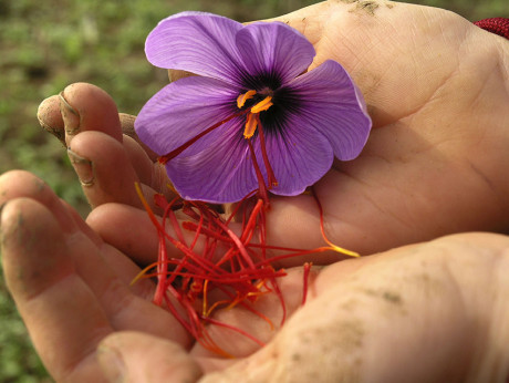 Crocus sativus / Safran