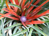 Fascicularia bicolor