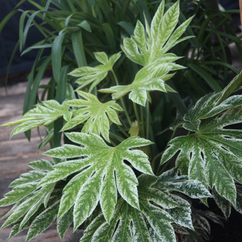 Fatsia japonica 'Spider web' / Aralia 'Toile d'araignée'