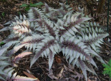 Athyrium niponicum 'Red Beauty' / Fougère