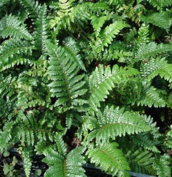 Polystichum polyblepharum / Fougère