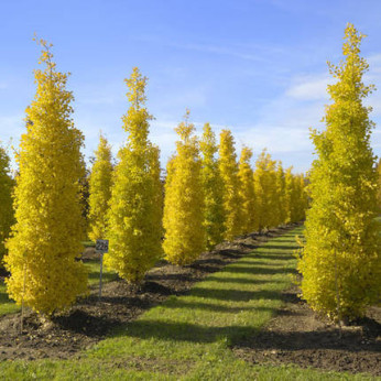 Ginkgo biloba 'Blagon' / Arbre aux quarante écus