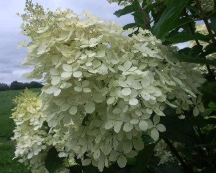 Hydrangea paniculata 'Phantom' / Hortensia blanc