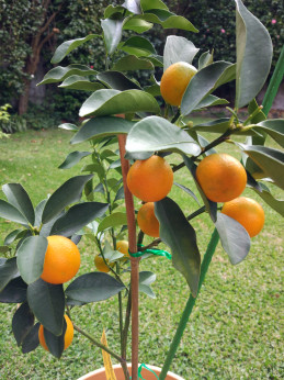 Fortunella crassifolia 'Meiwa' / Kumquat rond