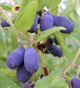 Lonicera caeruela var kamtschatica 'Aurora' / Baie de mai