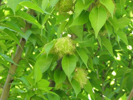 Maclura pommifera / Oranger des Osages