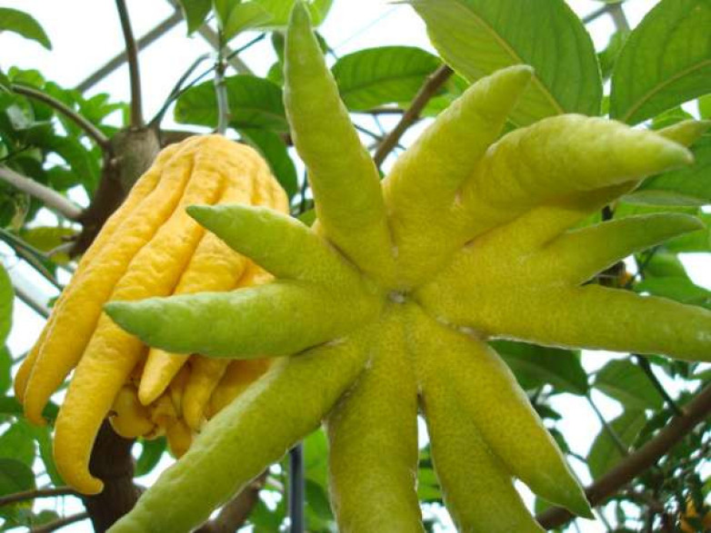 Citrus medica digitata / Main de Bouddha