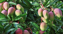 Mangifera indica 'Keitt' / Manguier