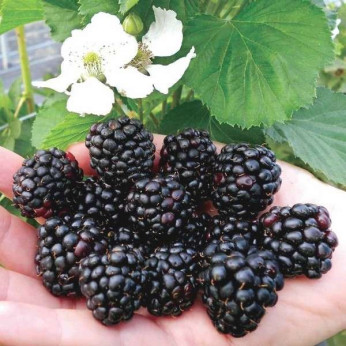 Rubus fruticosus 'Reuben' / Mûrier ronce semi-remontante