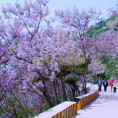 Paulownia tomentosa (imperialis)