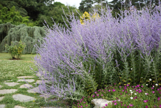 Perovskia atriplicifolia 'Blue Spire'