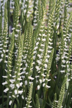 Spiranthes chadd's ford Orchidée terrestre