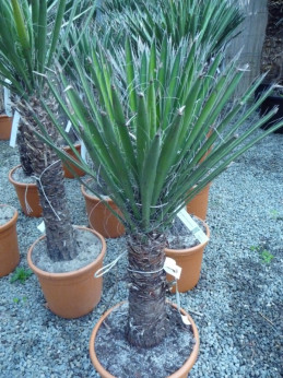 Yucca filifera