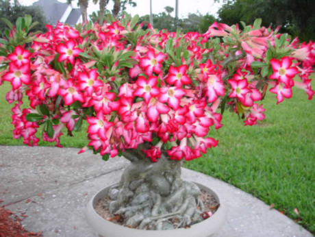 Adenium obesum / Baobab chacal / Rose du désert