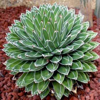 Agave victoria-reginae