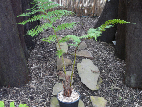 Cyathea cooperi