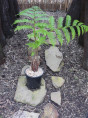 Cyathea cooperi