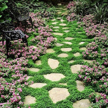 Dichondra repens