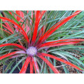 Fascicularia bicolor