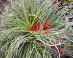 Fascicularia bicolor