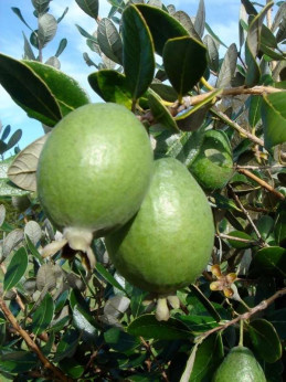 Feijoa sellowiana 'Gemini' / Acca / Goyavier d'Argentine