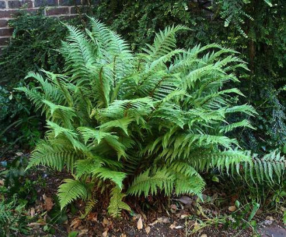 Dryopteris affinis / Fougère