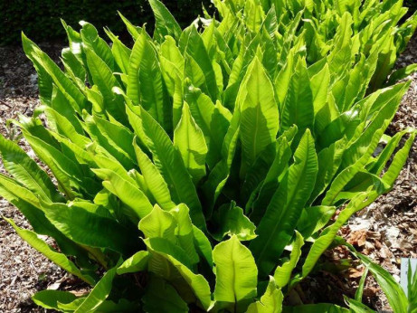 Phyllitis (asplenium) scolopendrium / Fougère