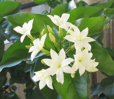 Jasminum sambac / Jasmin d'Arabie