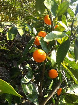 Citrus x unshiu 'Miyagawa'  / Mandarinier satsuma